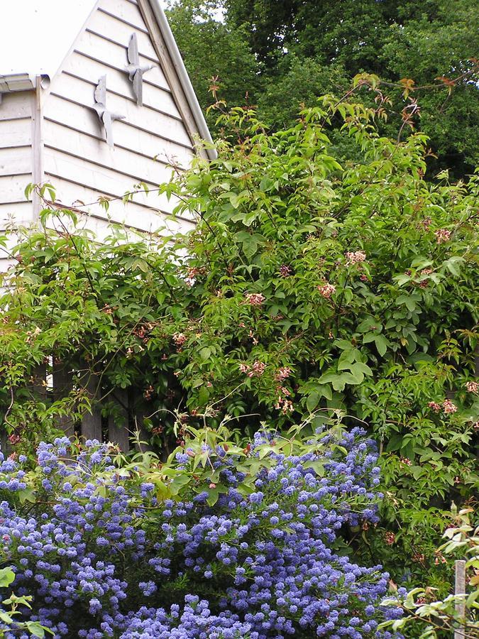 Lemonade Creek Cottages Lorne Exterior photo